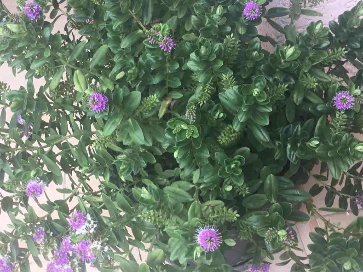 Saint-Jean-de-Fos L'Echappee Belle 아파트 외부 사진